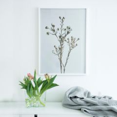 原产Details by M.摄影装饰画植物挂画--HONEYWORT 浅紫 S